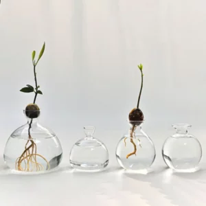Vase hydroponique transparent en verre